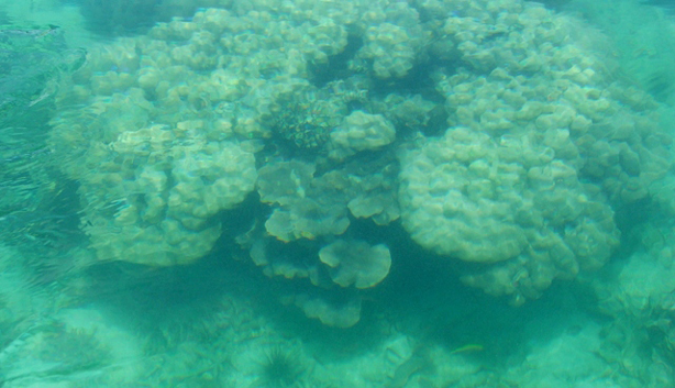 Mergui diving